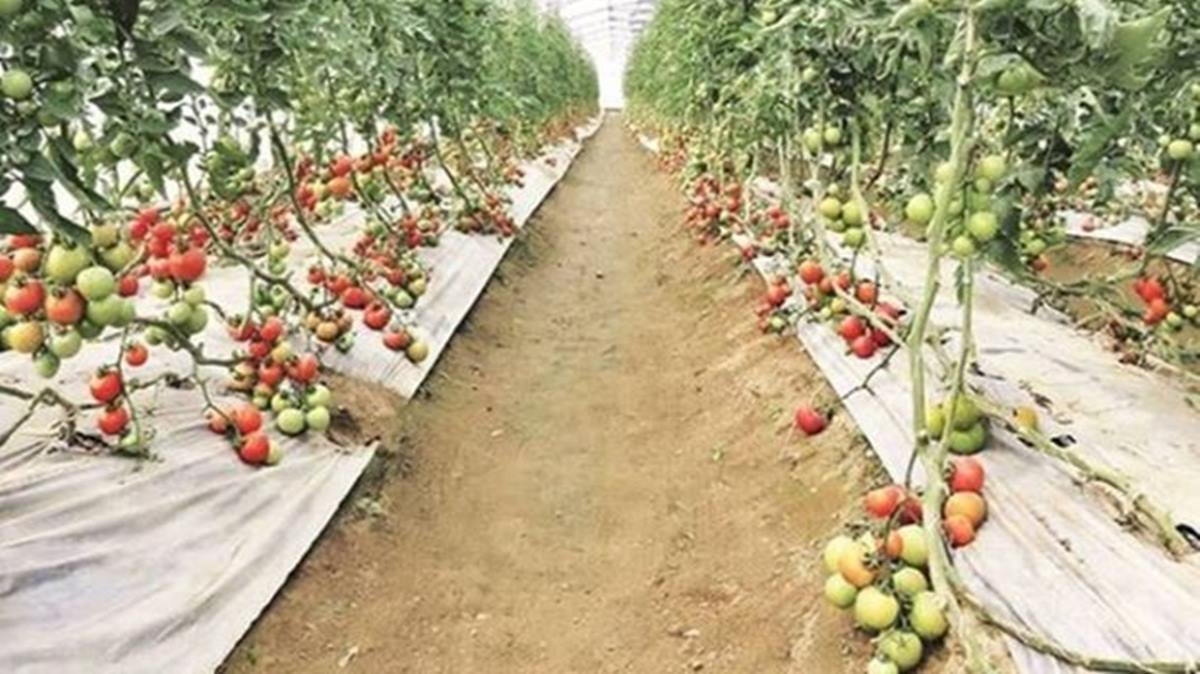 India’s horticultural crops output increase marginally to 341 million tonne in 2021-22
