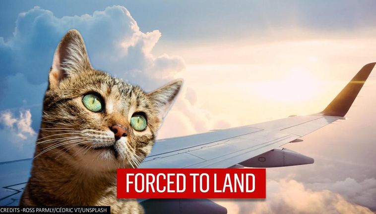  Sudanese Aircraft Makes Emergency Landing After Cat Attacks Pilot In Cockpit
