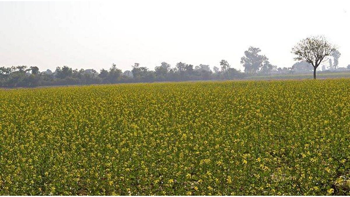 GM mustard gets approval for field trials