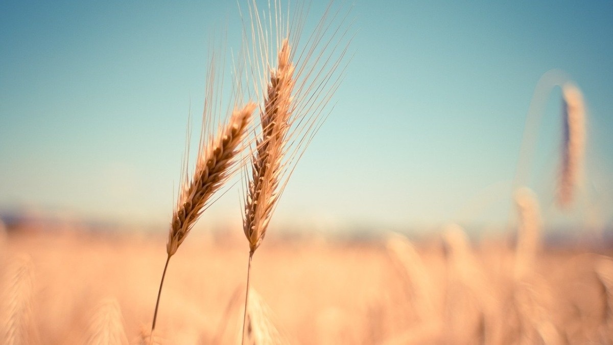 Against the grain: Farmers may still be able to export some wheat