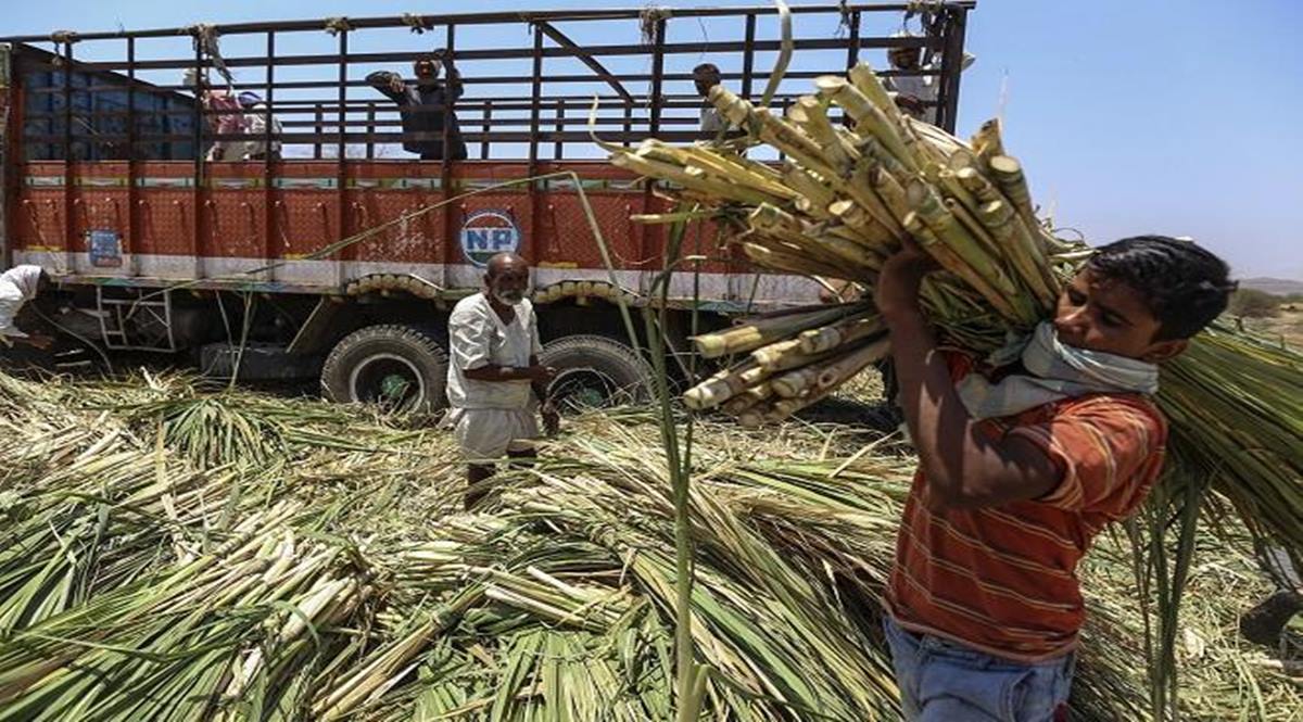 Despite high cane dues, sugarcane sowing up 4% in UP