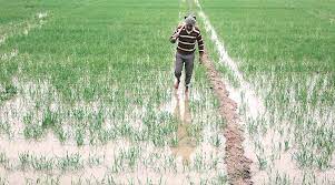 Punjab plans crop diversification scheme, to cut a third of paddy area in 5 years