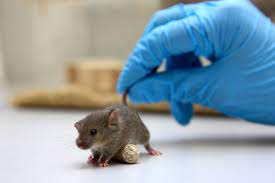 Scientists identify new coronavirus commonly found in rodents   