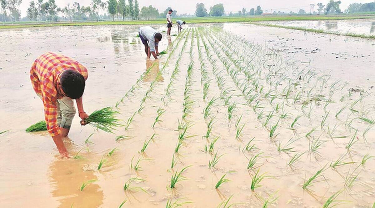 Deficient rains threaten Kharif crop production in Uttar Pradesh