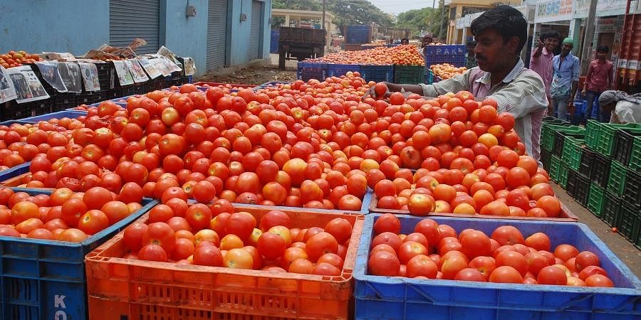 Surplus rains in Karnataka push up tomato prices by 66%