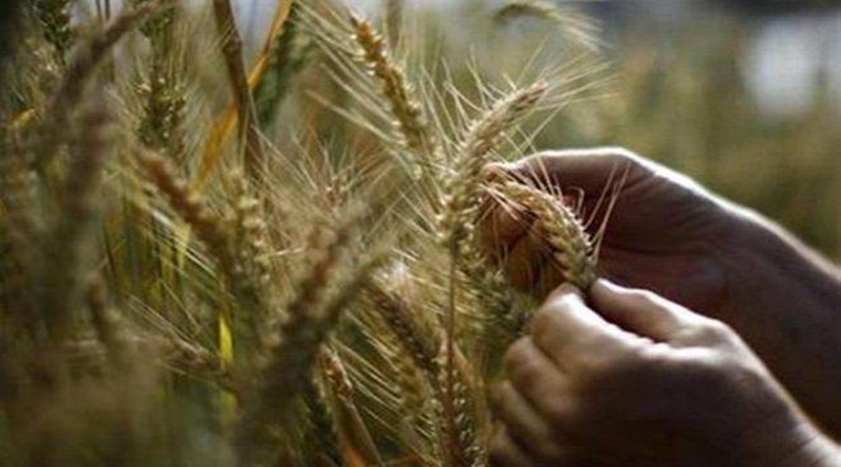 Demand raises mandi prices of wheat & mustard above MSP