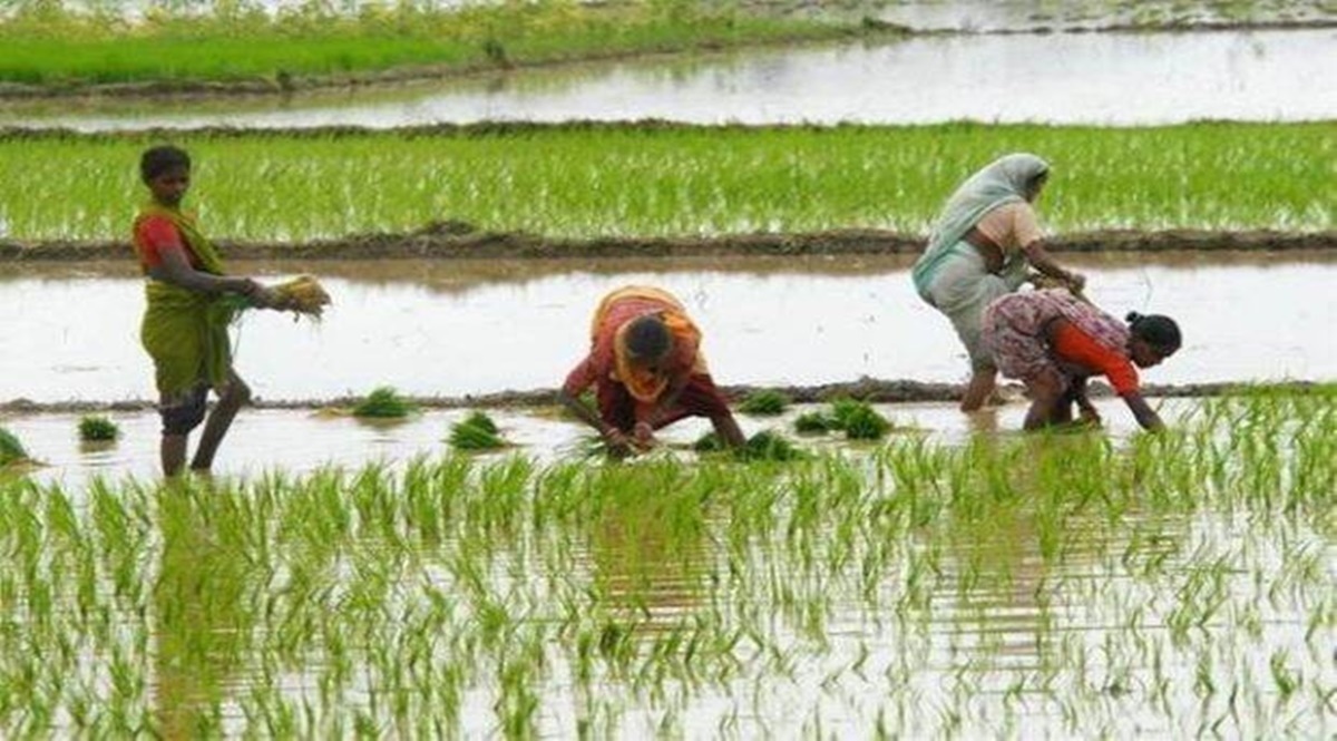 Monsoon deficits in Bengal, UP hit paddy sowing