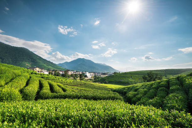 AgNext Technologies sets up AI centre to drive innovation in tea industry