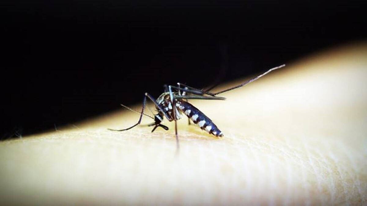 Chikungunya cases on rise: Chandigarh records 230 cases out of nationwide 287 cases this year; Check symptoms & precautions here
