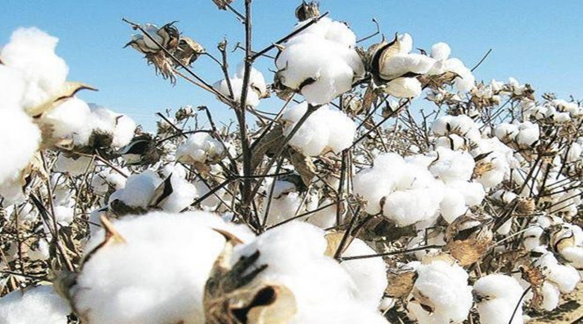 Cotton prices start downward trend