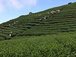 Tea production in India up during January- September period 