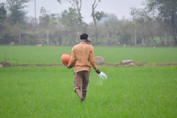 Black market for fertilizers is booming in India as prices soar