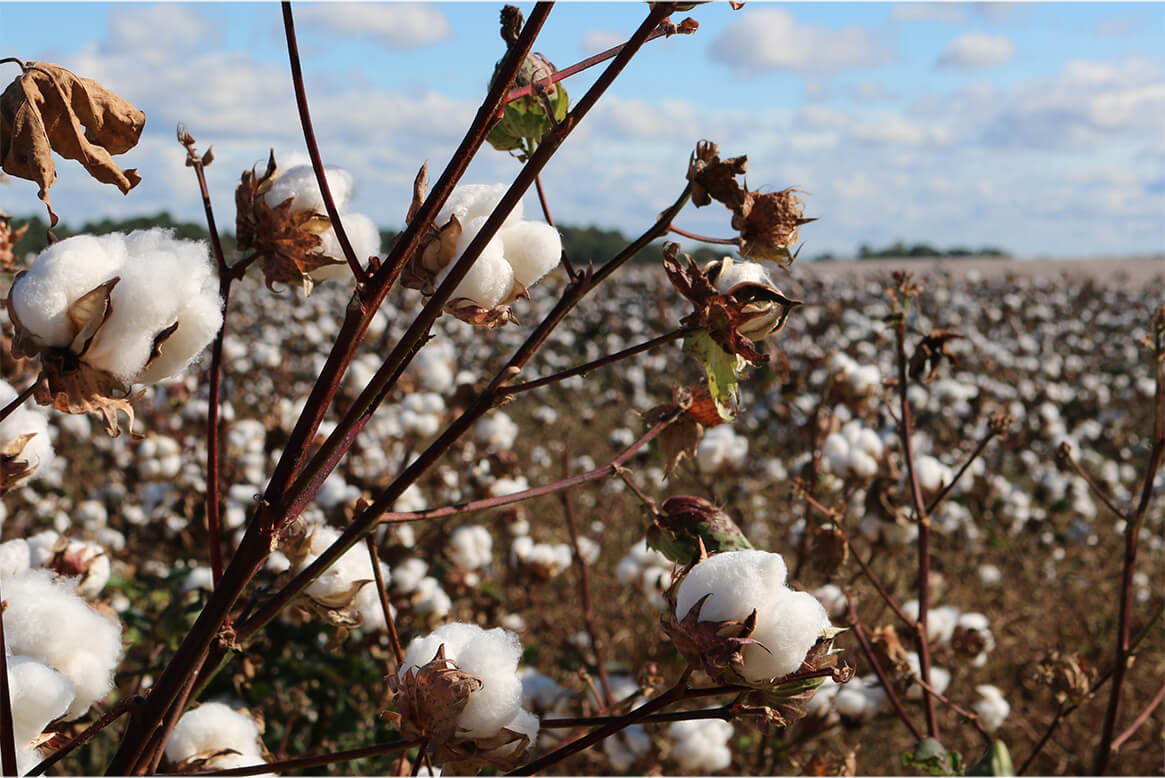 Farm ministry body testing 11,000 seed varieties for IPR certification