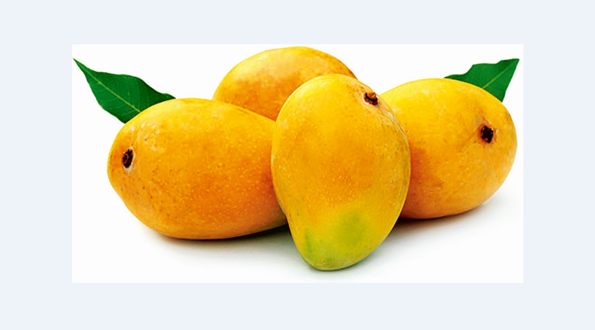 Erratic climate affects the crop: Alphonso mango output likely to be lower by 40%, prices soar
