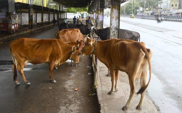Chhattisgarh's Godhan Nyay banks on dung to push cow economy 
