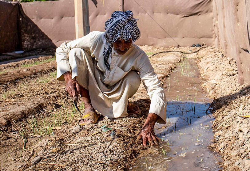 Pakistan farmers destroy tomatoes imported from Iran