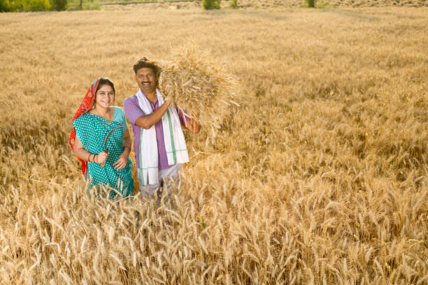 India's wheat exports set for record amid rare surge in shipments