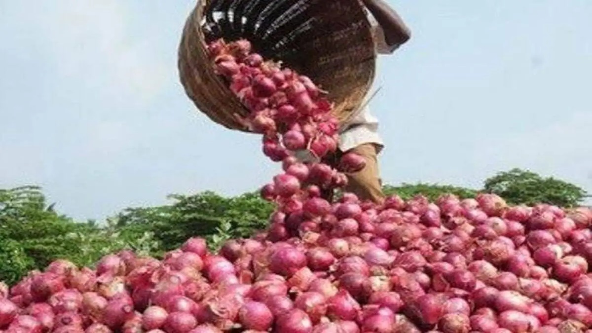 Production, storage improve: Onion prices subdued ahead of sensitive season