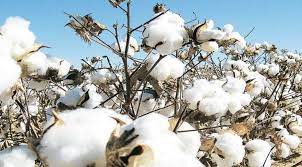 Dhaka’s nod likely for Indian firm’s Bt cotton