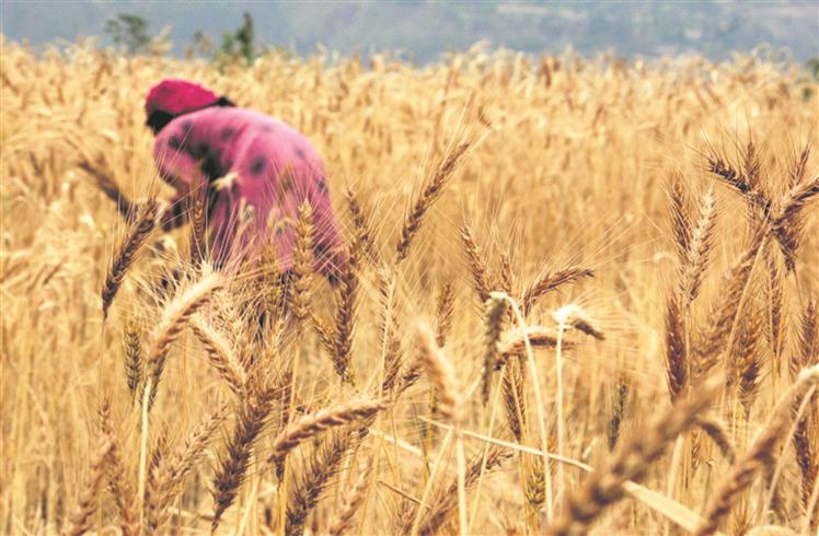 India bans wheat exports with immediate effect