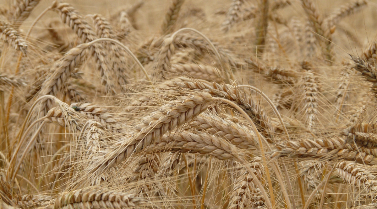 Wheat MSP hiked by 5.5% amid depleting stocks