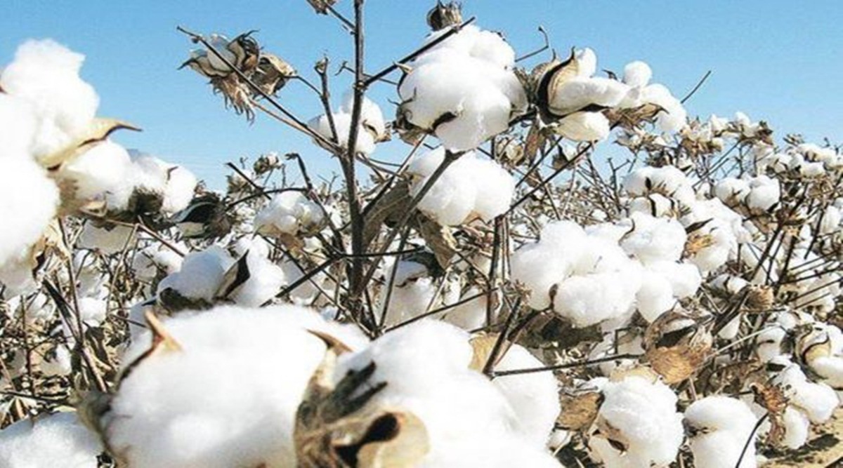 Future tense for textile value chain as cotton price zooms