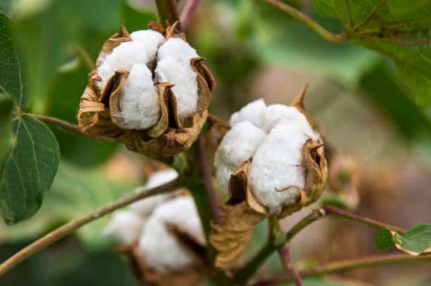 Cotton price near decade high on demand-supply constraint